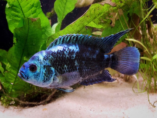 DDA0F38C-DB12-409F-9D7C-2DC454C56E59.jpeg DDA0F38C-DB12-409F-9D7C-2DC454C56E59.jpeg