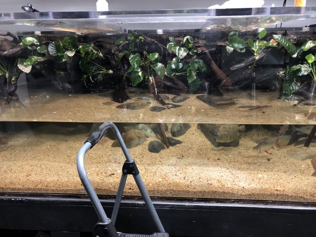 2E94618D-81C0-499D-855A-4508D8C212DE.jpeg 2E94618D-81C0-499D-855A-4508D8C212DE.jpeg