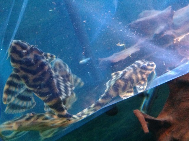 Pleco Id Help Please Monsterfishkeepers Com