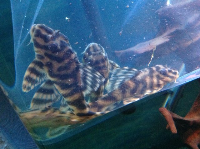 Pleco Id Help Please Monsterfishkeepers Com