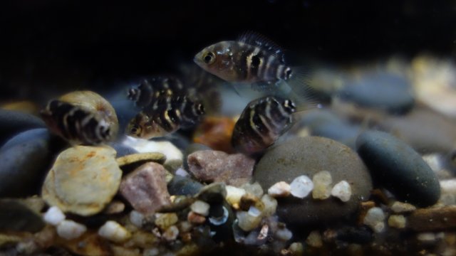 Brut am 05.07.18 (2).JPG