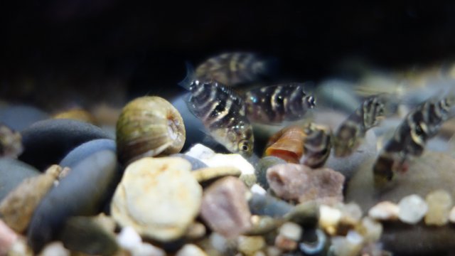 Brut am 05.07.18 (3).JPG