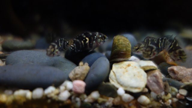 Brut am 05.07.18.JPG