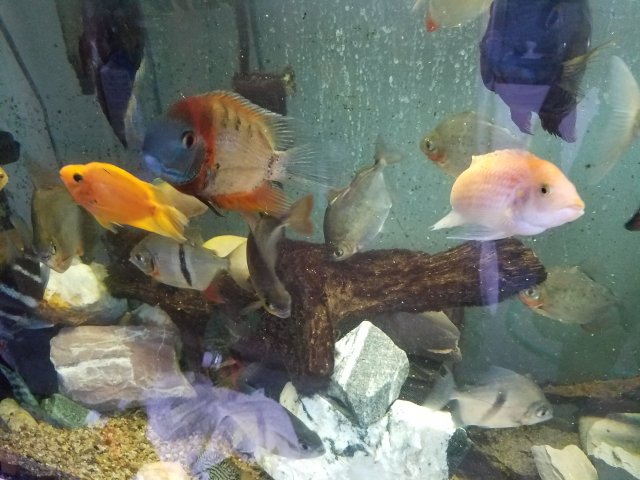 20170604_081310[1].jpg