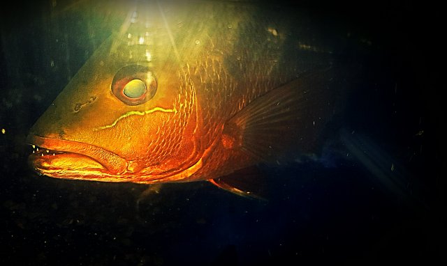 tankmates for mangrove jack