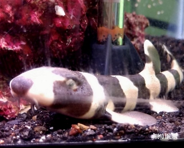 Photo Editor-20180709_211005.jpg