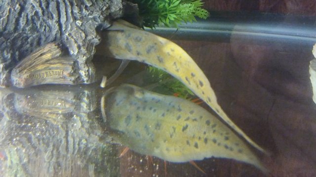 20180709_224043-1.jpg 20180709_224043-1.jpg