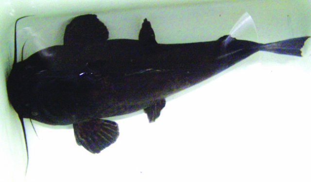 Pseudopimelodus Sp. back.jpg