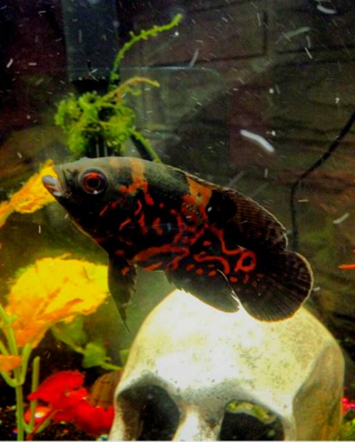 My Oscar MonsterFishKeepers.com