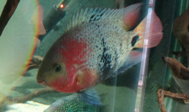 black belt fish