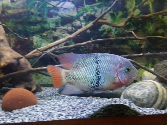 20180713_074355.jpg
