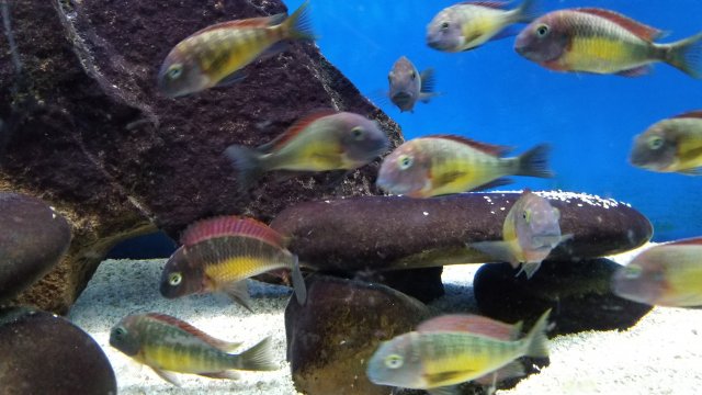 WTT | colony of 34 WC Tropheus "Red Rainbow" Kasanga $850 | San Diego/Socal | Pickup | MonsterFishKeepers.com