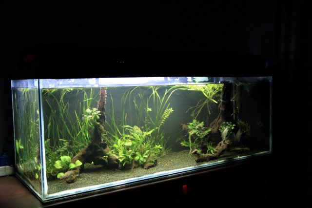 Tank 250l.JPG