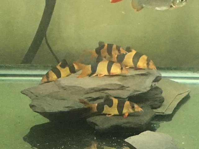 Loaches.JPG
