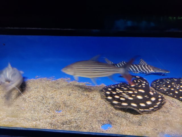 20180719_101947.jpg 20180719_101947.jpg