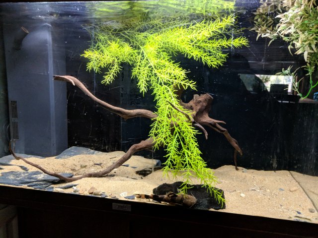 IMG_20180722_083244.jpg