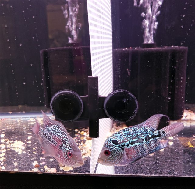 20180727_143221.jpg