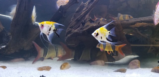 20180612_182548.jpg 20180612_182548.jpg