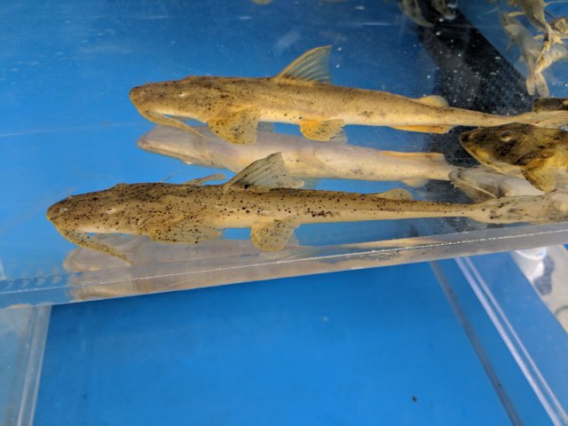 IMG_20180729_113736.jpg