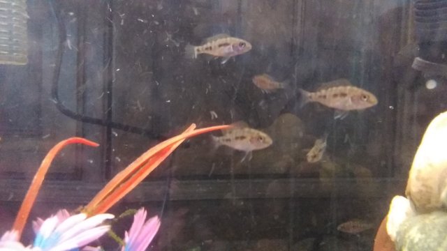 IMG_20180804_140717.jpg