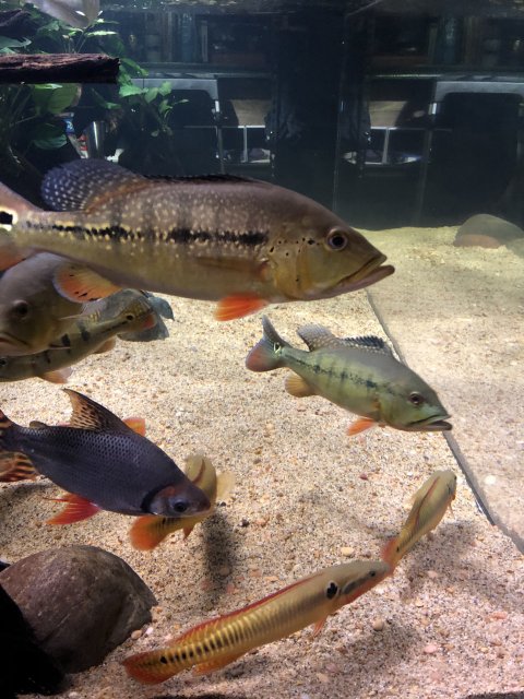 ABD5B81A-88B1-4A7A-BC35-06BB60267AD8.jpeg ABD5B81A-88B1-4A7A-BC35-06BB60267AD8.jpeg