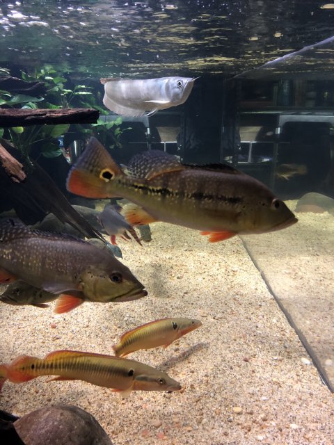 56312396-C137-4991-98A1-7627DFE6E5D2.jpeg 56312396-C137-4991-98A1-7627DFE6E5D2.jpeg