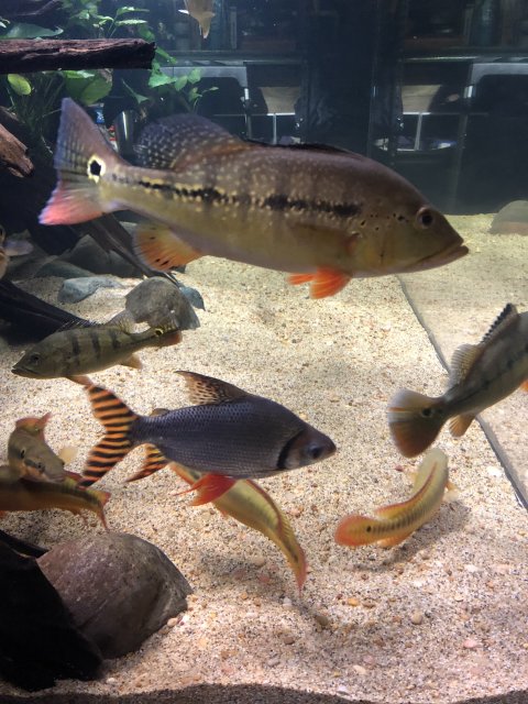 A079E718-8EA6-4E6E-8EE4-E5C41B30F72F.jpeg A079E718-8EA6-4E6E-8EE4-E5C41B30F72F.jpeg