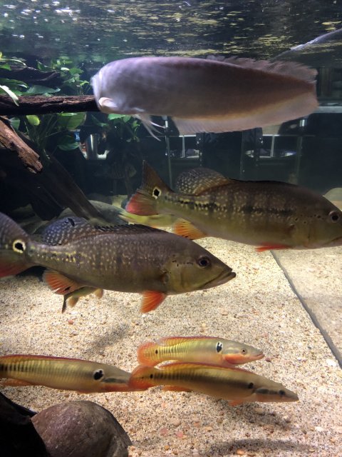 CEF4AE71-BDB1-432C-9E9F-F22C7683B4EF.jpeg CEF4AE71-BDB1-432C-9E9F-F22C7683B4EF.jpeg