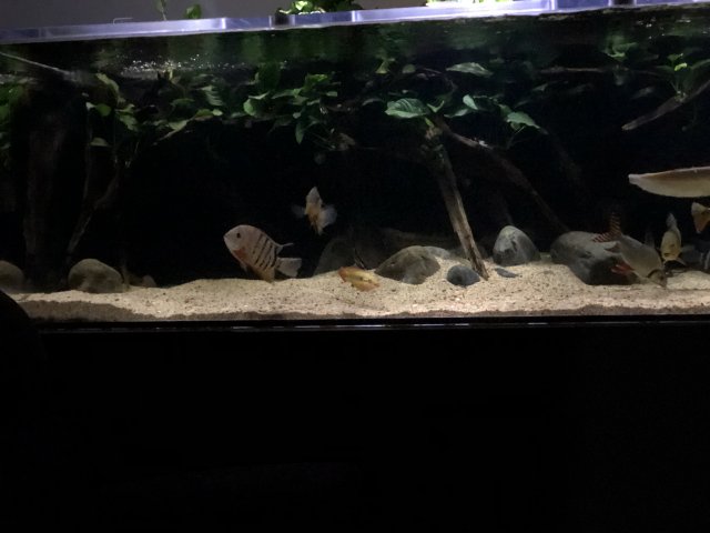 1F707E7B-9A6E-45DB-AC28-65B4F79BE8E3.jpeg 1F707E7B-9A6E-45DB-AC28-65B4F79BE8E3.jpeg