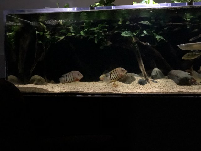 47FA62E9-FD5F-4E5D-A9B6-8A4949B974C0.jpeg 47FA62E9-FD5F-4E5D-A9B6-8A4949B974C0.jpeg