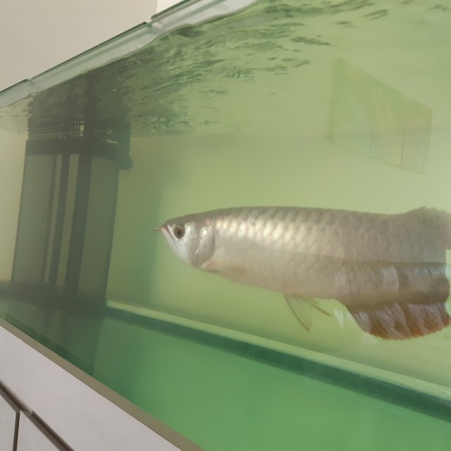 Arowana fish tank clearance for sale