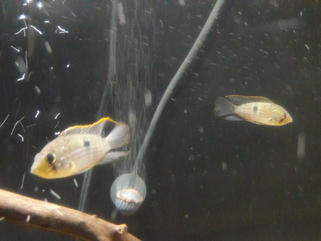 20180416_173244.jpg 20180416_173244.jpg