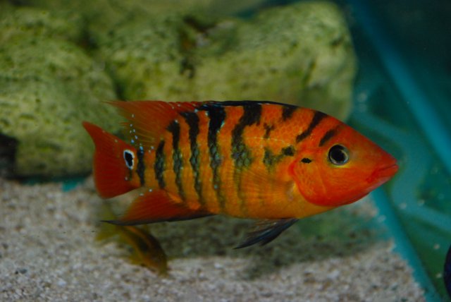 DSC_0030.JPG