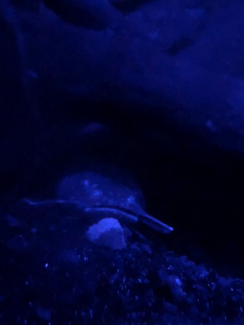 E24D373E-79AD-4FD7-BFE3-77D99B3F918E.jpeg
