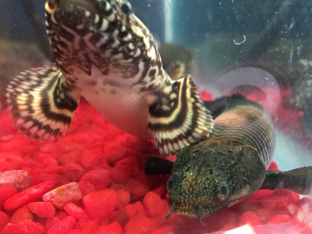 7E4EB893-30AF-4612-A1F4-7A6B8F417C1C.jpeg 7E4EB893-30AF-4612-A1F4-7A6B8F417C1C.jpeg