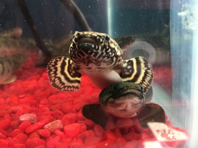 6B2C4EB1-0205-4D7C-AC70-F878800F1489.jpeg 6B2C4EB1-0205-4D7C-AC70-F878800F1489.jpeg