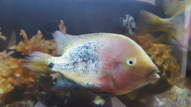 20180810_134722.jpg 20180810_134722.jpg