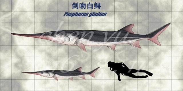 psephurus_gladius_by_sinammonite-d9wr4wx.jpg