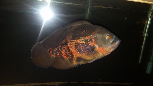 20180814_212402.jpg