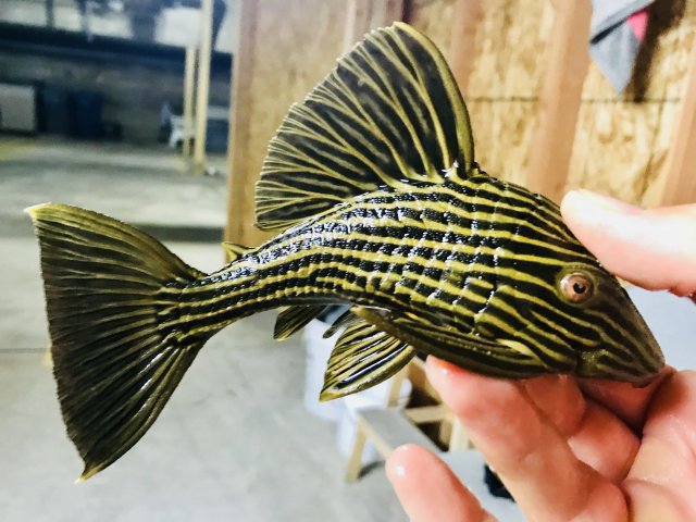 exotic plecos