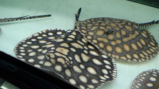 Stingrays, Stingrays & Stingrays! (BD's & Hybrids ...