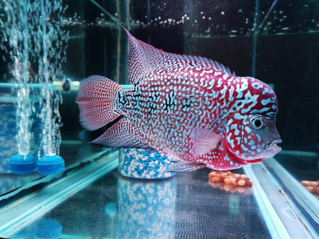 Drakaris fins growing back 2.jpg