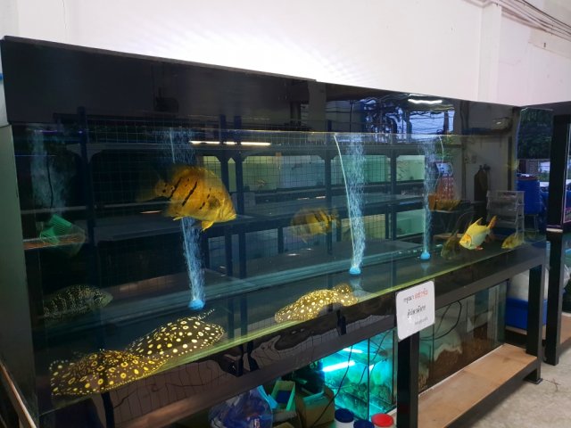 New Phuket Monster Fish Shop 1a.jpg
