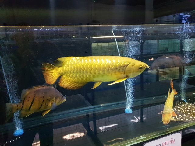 New Phuket Monster Fish Shop 2a.jpg