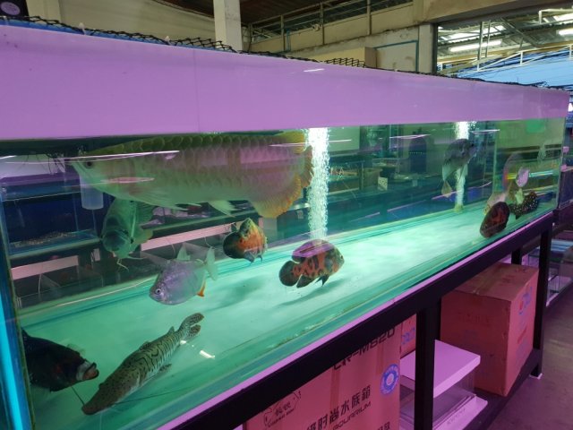 New Phuket Monster Fish Shop 5a.jpg