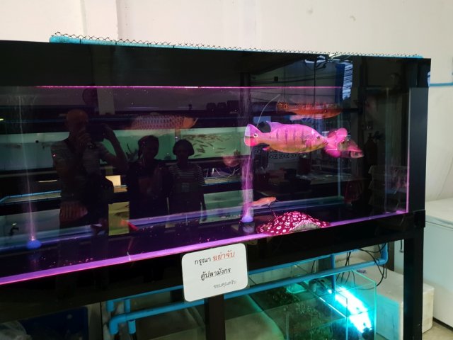 New Phuket Monster Fish Shop 6a.jpg