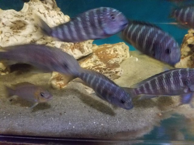 20180819_063121.jpg 20180819_063121.jpg