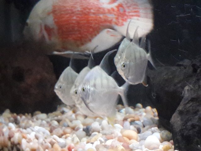 20180325_001736.jpg 20180325_001736.jpg