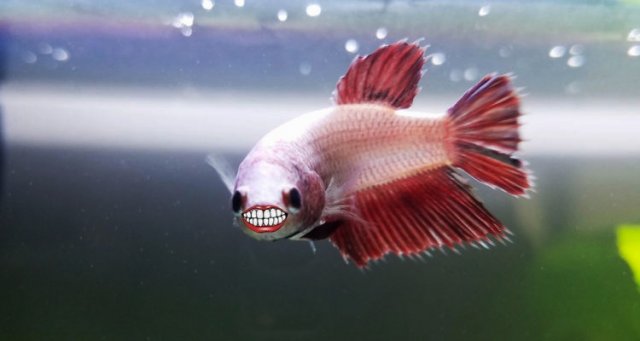 Smiley Betta.jpg Smiley Betta.jpg
