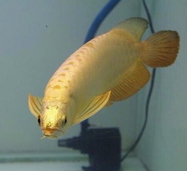 GB Arowana.jpg GB Arowana.jpg